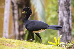 Great Curassow (Crax rubra)