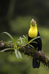 Keel-billed Toucan (Ramphastos sulfuratus)