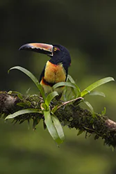 Collared Aracari (Pteroglossus torquatus)