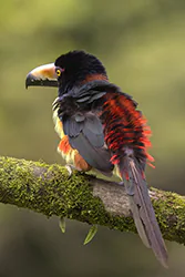 Collared Aracari (Pteroglossus torquatus)