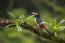 Collared Aracari (Pteroglossus torquatus)