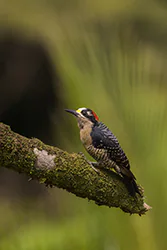Black-cheeked Woodpecker (Melanerpes pucherani)