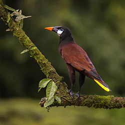 Montezuma Oropendola (Psarocolius montezuma)