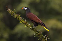 Montezuma Oropendola (Psarocolius montezuma)
