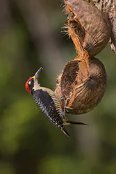 Black-cheeked Woodpecker (Melanerpes pucherani)