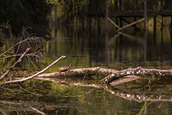 Black River Turtle (Rhinoclemmys funerea )