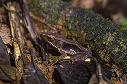 Warszewitsch's frog (Lithobates warszewitschii)