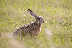 European Hare (Lepus europaeus)
