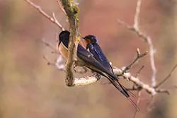 Jaskółka dymówka (Hirundo rustica)