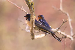 Jaskółka dymówka (Hirundo rustica)