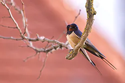 Barn Swallow (Hirundo rustica)