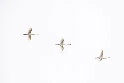 Eurasian Spoonbill (Platalea leucorodia)