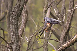 Red-footed Falcon (Falco vespertinus)
