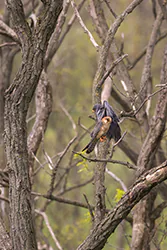 Red-footed Falcon (Falco vespertinus)