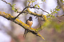 Jaskółka dymówka (Hirundo rustica)