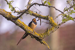 Jaskółka dymówka (Hirundo rustica)