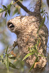 European Penduline Tit (Remiz pendulinus)