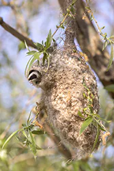 European Penduline Tit (Remiz pendulinus)