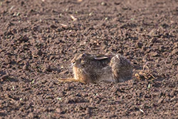 Zając szarak (Lepus europaeus)