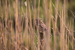 Little Owl (Athene noctua)