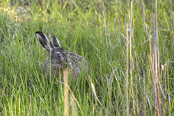 European Hare (Lepus europaeus)