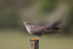 Common Cuckoo (Cuculus canorus)