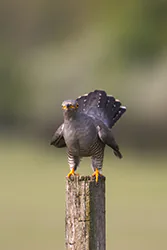 Common Cuckoo (Cuculus canorus)