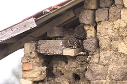 Little Owl (Athene noctua)