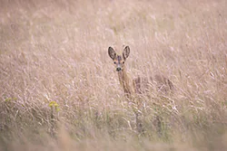 Roe Deer (Capreolus capreolus)