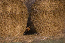 Lis (Vulpes vulpes)