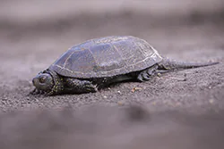 European Pond Turtle (Emys orbicularis)
