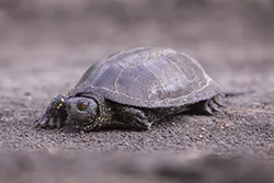 European Pond Turtle (Emys orbicularis)