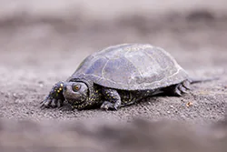European Pond Turtle (Emys orbicularis)