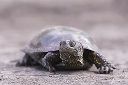 European Pond Turtle (Emys orbicularis)