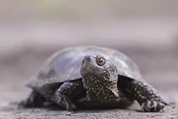 European Pond Turtle (Emys orbicularis)