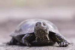 European Pond Turtle (Emys orbicularis)