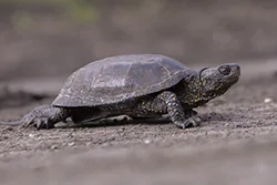 European Pond Turtle (Emys orbicularis)
