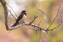 Barn Swallow (Hirundo rustica)
