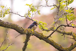 Jaskółka dymówka (Hirundo rustica)