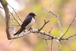 Barn Swallow (Hirundo rustica)