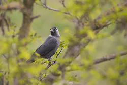 Jackdaw (Corvus monedula)