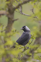 Jackdaw (Corvus monedula)
