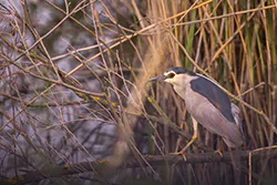 Black-crowned Night Heron (Nycticorax nycticorax)
