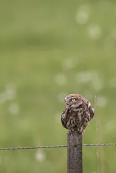 Little Owl (Athene noctua)