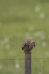 Little Owl (Athene noctua)