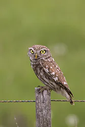 Little Owl (Athene noctua)