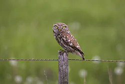 Little Owl (Athene noctua)