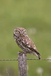 Little Owl (Athene noctua)