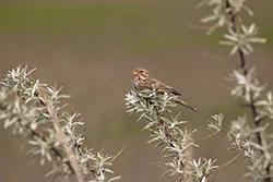 Corn Bunting (Emberiza calandra)
