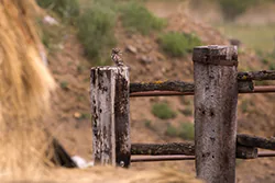 Little Owl (Athene noctua)